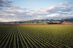 field