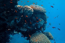 ocean